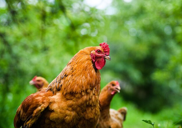 poulet dans une ferme