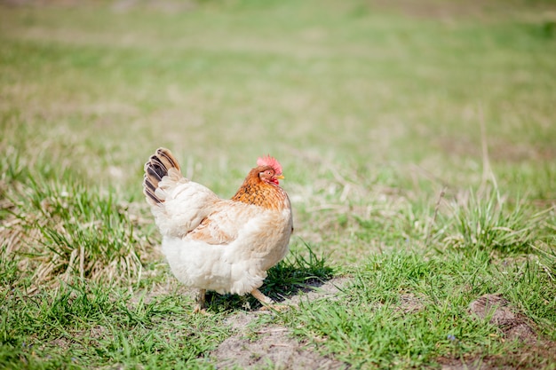 Poulet dans l'herbe dans une ferme. Poule de poulet orange qui se promène sur l'herbe