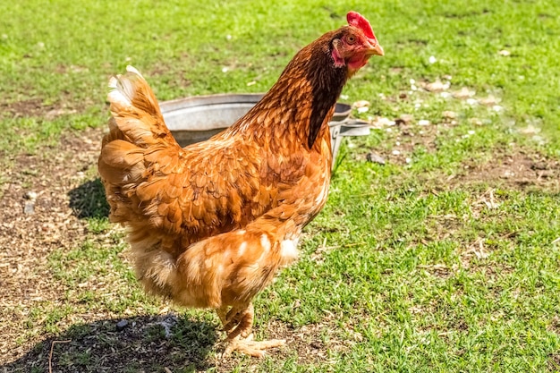 Poulet dans l'herbe dans une ferme. Poule de poulet orange qui se promène sur l'herbe.