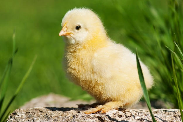 Poulet dans l'herbe verte