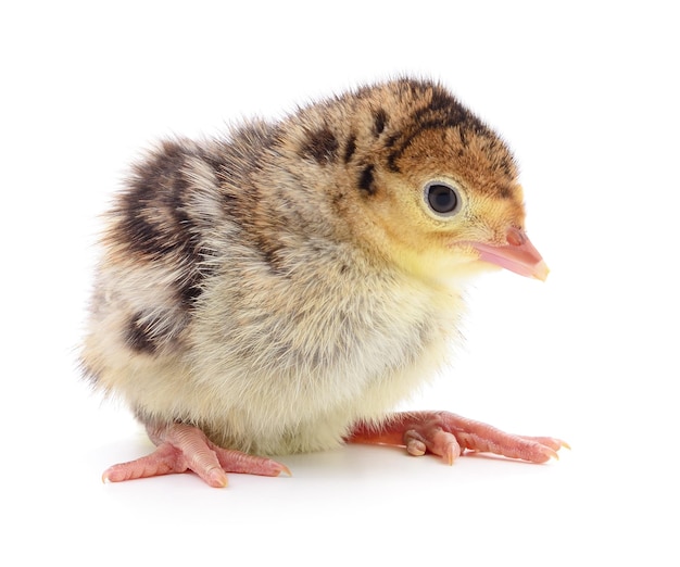 Poulet dinde isolé sur fond blanc