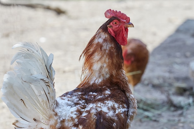 Poulet domestique et coq pondant des œufs biologiques frais dans la queue de village de Pâques de la volaille de fermier