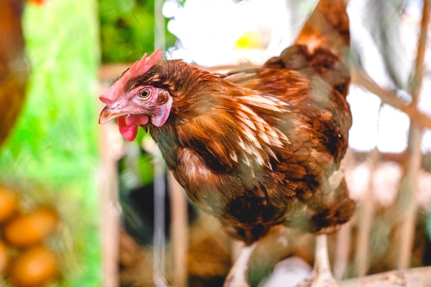 Poulet du New Hampshire mâle de couleur brune en ferme biologique.