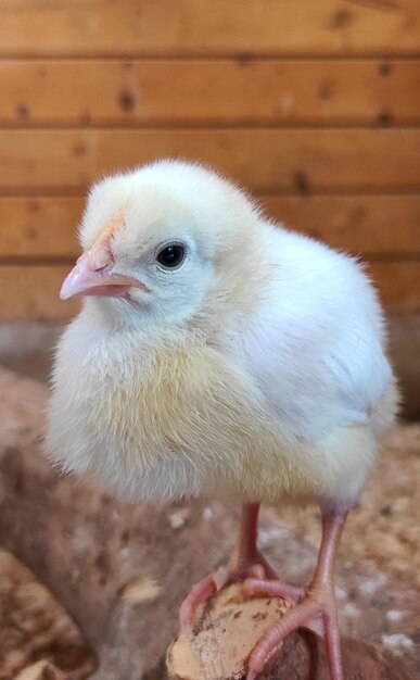 un poulet est debout dans une cage avec un mur de bois derrière lui