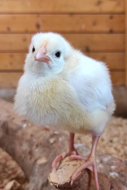 un poulet est debout sur une plate-forme en bois dans une grange