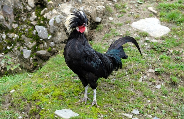 Poulet étrange Sur L'herbe Entre Les Rochers Dans Les Montagnes En Autriche