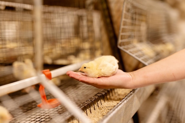 poulet de ferme avicole moderne sur la main d'un agriculteur dans une ferme avicole en gros plan