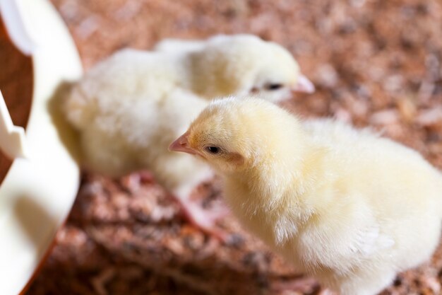 poulet à la ferme avicole