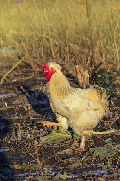 Poulet à la ferme en hiver Poules en hiver Poulets en hiver broutant à l'extérieur