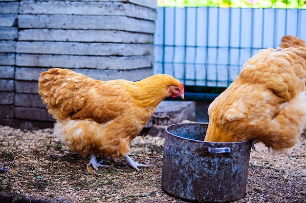 Poulet à la ferme Poule et Coq