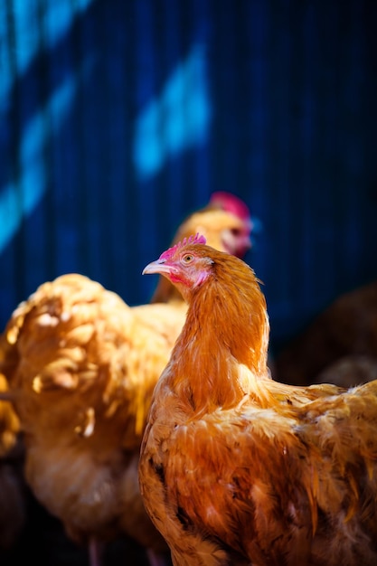 Poulet à la ferme Poule et Coq