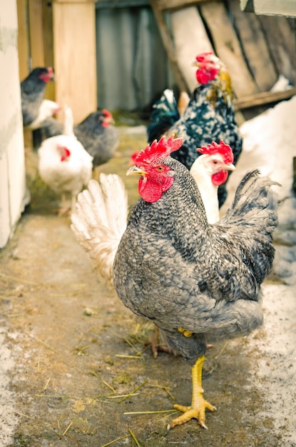 Poulet à la ferme