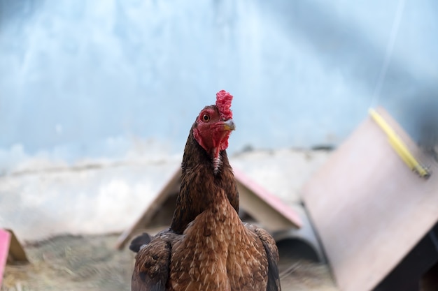 poulet à la ferme