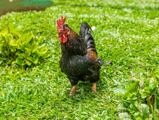 Poulet fermier dans une ferme avicole traditionnelle.