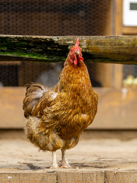 Poulet fermier dans une ferme avicole traditionnelle.