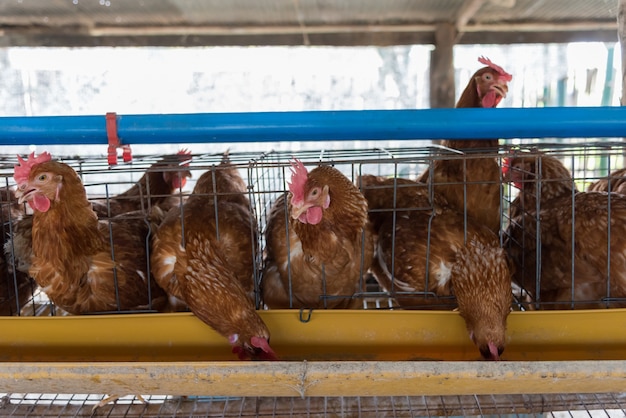 Poulet fermier dans une grange