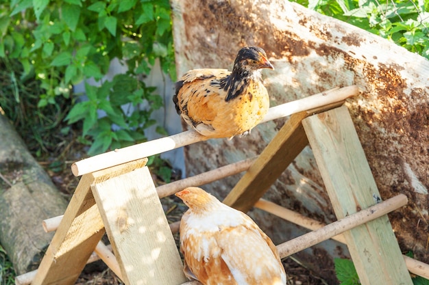 Poulet fermier sur ferme d'animaux biologiques paissant librement dans la cour sur le ranch