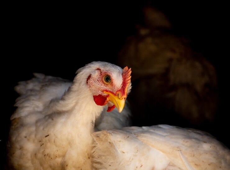 Poulet à griller blanc regardant curieusement la caméra