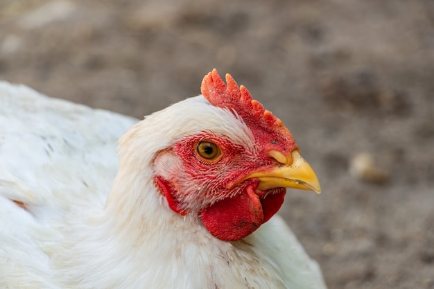 Poulet à griller blanc regardant curieusement la caméra