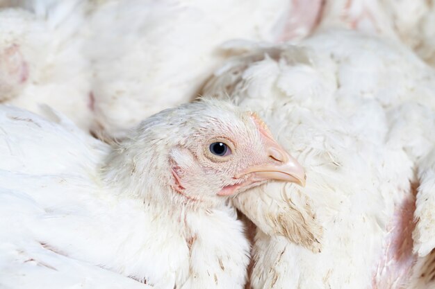 Poulet à griller blanc