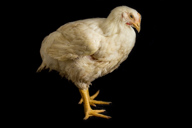 Poulet à griller isolé sur fond noir