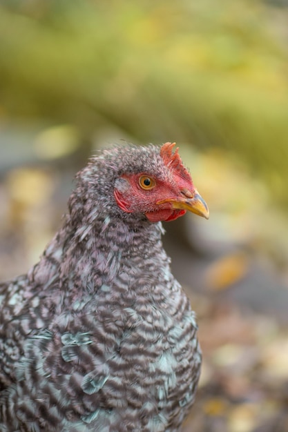 Poulet hétéroclite dans le paysage agricole Poule dans la nature Poule grêlée dans la cour de la ferme