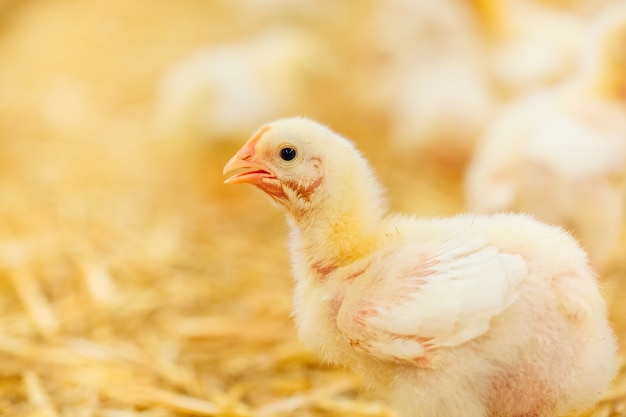 Poulet intérieur, alimentation du poulet