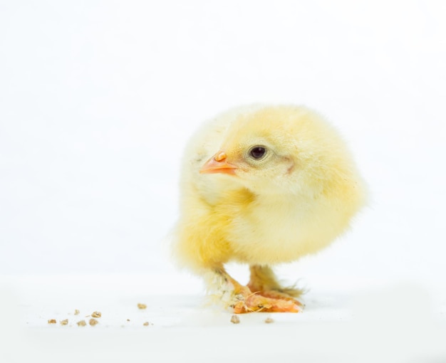 Poulet jaune sur fond blanc