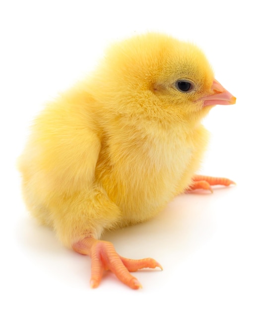 Un poulet jaune