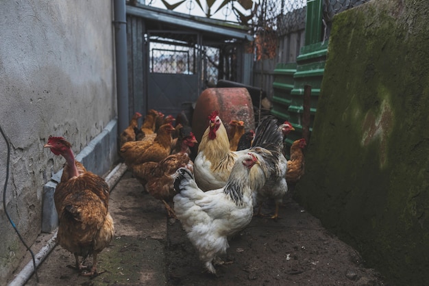 Photo poulet marchant dans l'enceinte