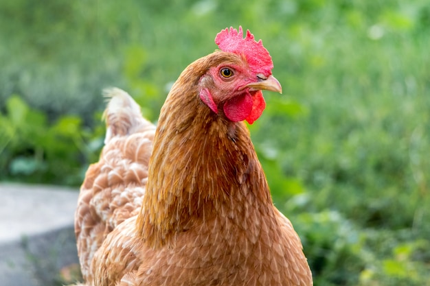 Poulet marchant dans le jardin verdoyant