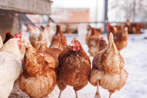 poulet marchant sur une ferme d'éco-poulets en hiver à la ferme de poulets en plein air