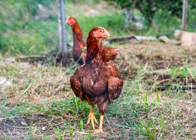 Poulet marron debout sur l&#39;herbe