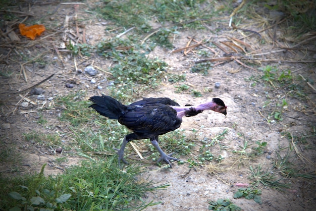 Photo un poulet noir asiatique essaie de trouver de la nourriture au sol.