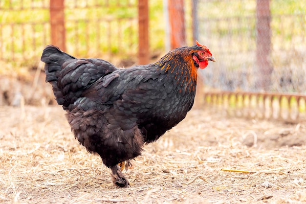 Poulet noir dans la cour de la ferme Élever des poulets