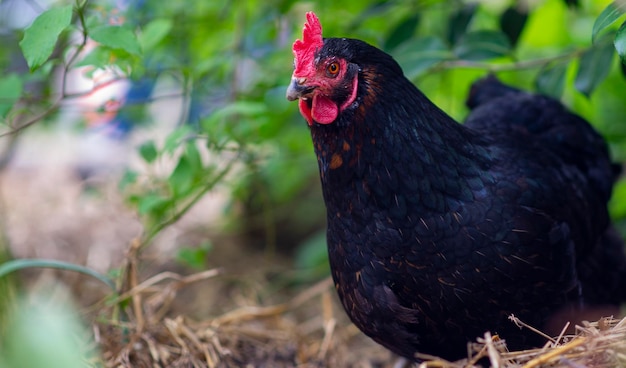 Poulet noir dans la cour