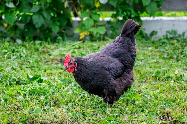 Un poulet noir dans les jardins d'un fermier dans l'herbe cherche de la nourriture