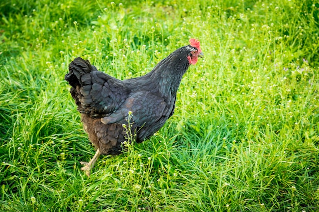 Poulet noir passe par l'herbe verte à la recherche de nourriture