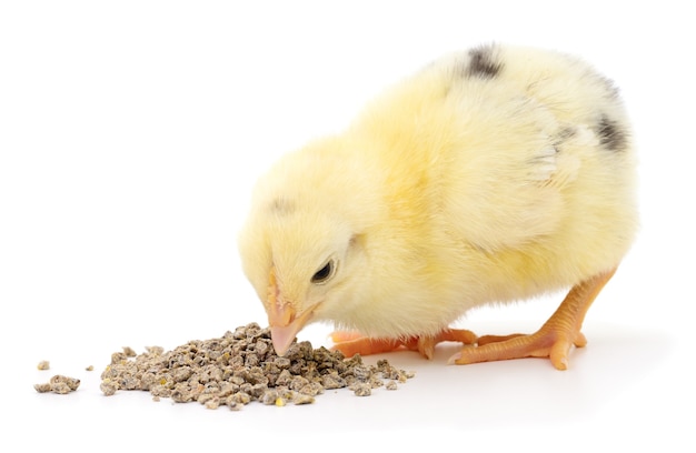 Poulet avec de la nourriture isolée