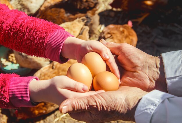 Poulet oeufs domestiques dans les mains. Mise au point sélective.