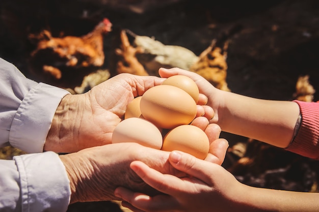 Poulet oeufs domestiques dans les mains. Mise au point sélective.