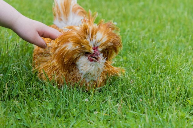 Poulet padovana brun allongé sur l'herbe verte.