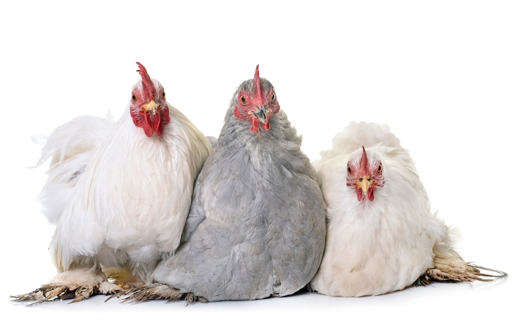 Photo poulet pekin en studio