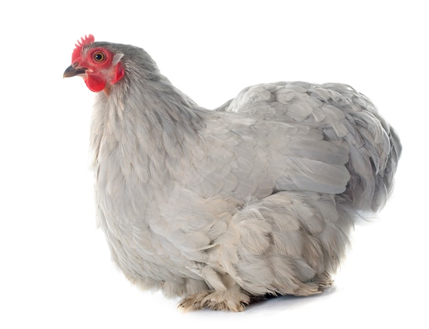 Poulet Pékin