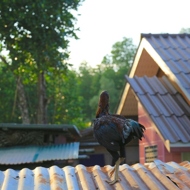 Photo un poulet perché sur le toit d'un bâtiment