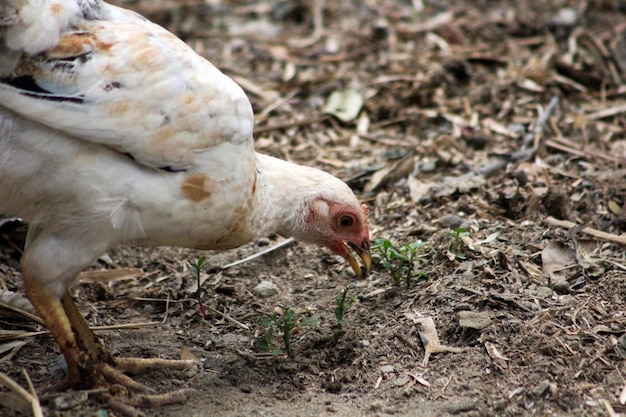 Un poulet picore une mauvaise herbe qui est sur le sol.