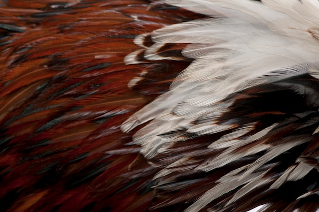 Poulet polonais tricolore Tollbunt, debout