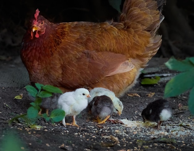 Poulet avec des poulets dans la basse-cour