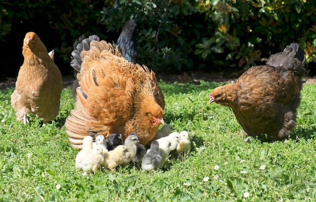 poulet et poussins brahma