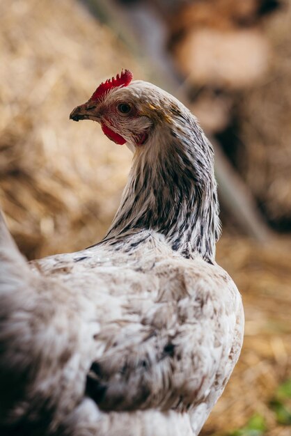 Poulet rester en cage avec de la paille